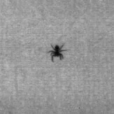 Fehlerbild Spinne
